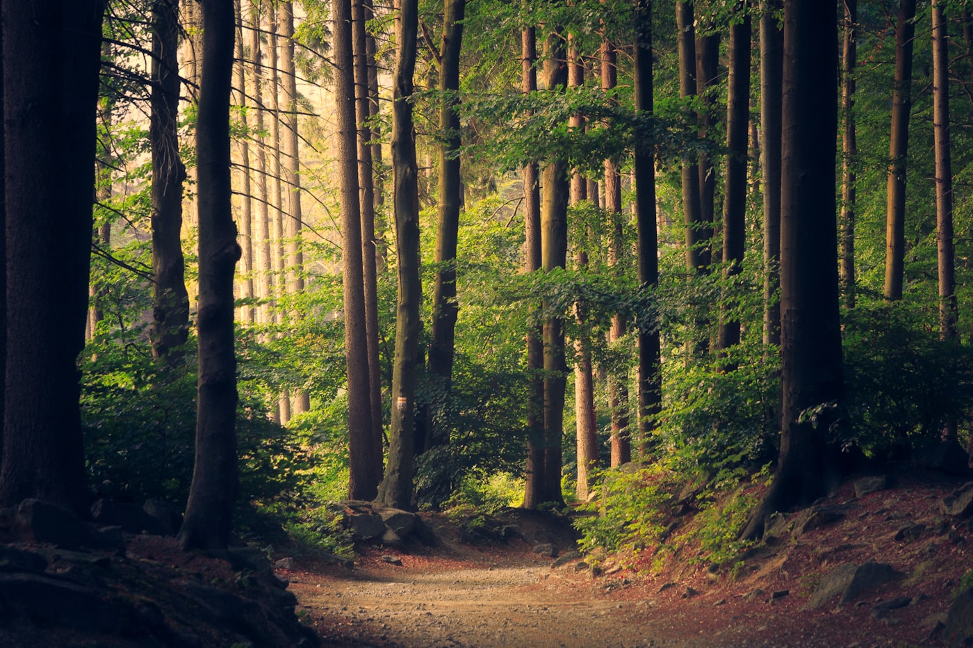 Trees and quiet light at Sunyata